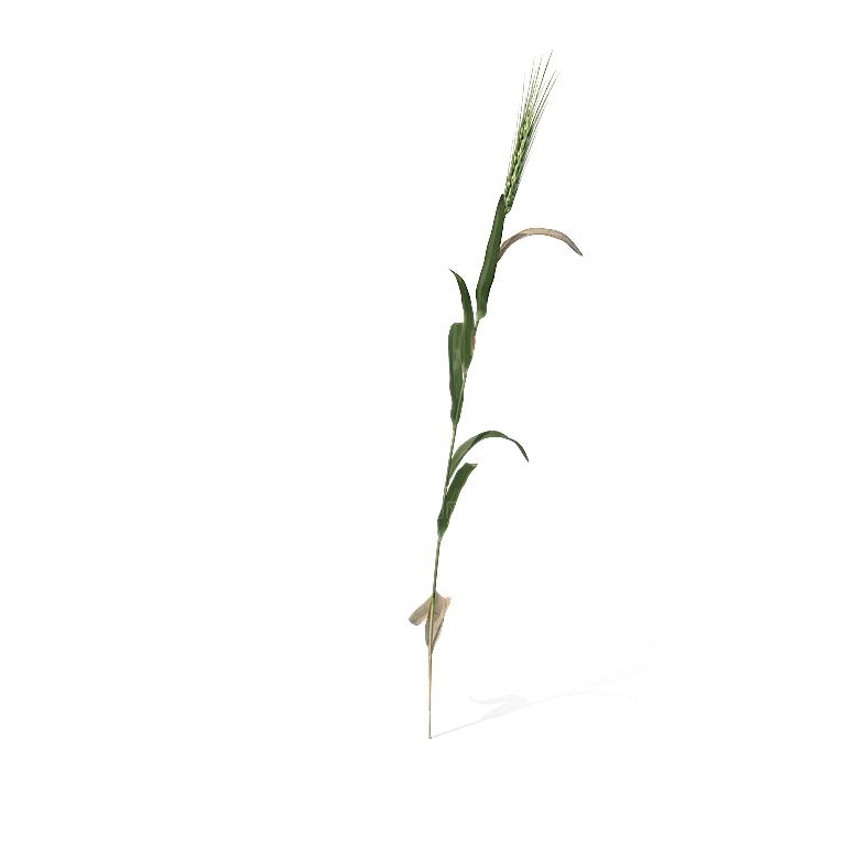 高清景观植物乔木花卉草本观赏草灌木