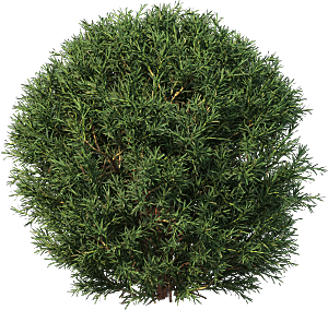 高清景观植物乔木花卉草本观赏草灌木