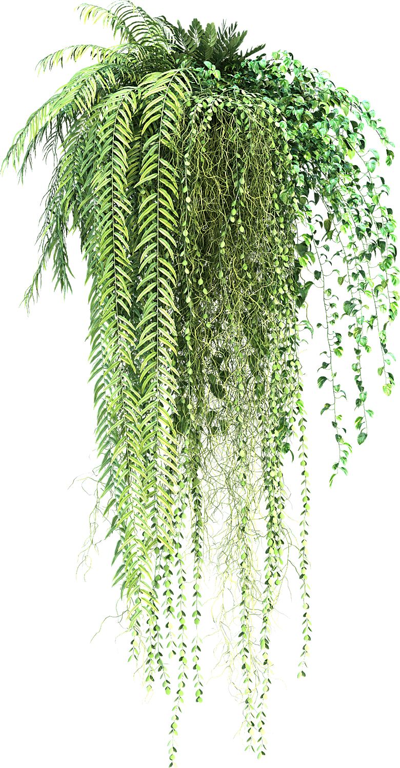 高清景观植物乔木花卉草本观赏草灌木素材