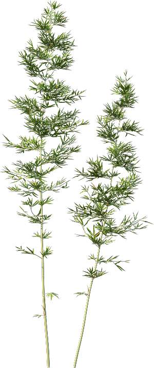 高清景观植物乔木花卉草本观赏草灌木