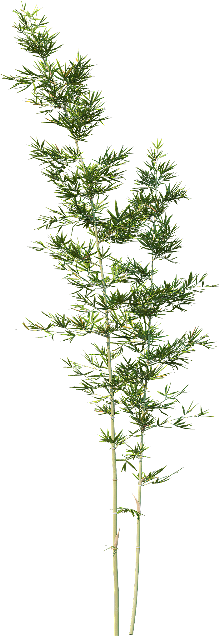 高清景观植物乔木花卉草本观赏草灌木素材