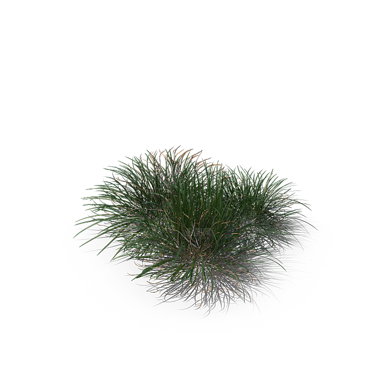 高清景观植物乔木花卉草本观赏草灌木素材