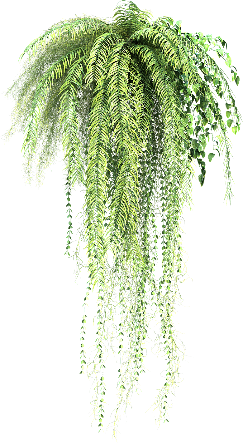 高清景观植物乔木花卉草本观赏草灌木