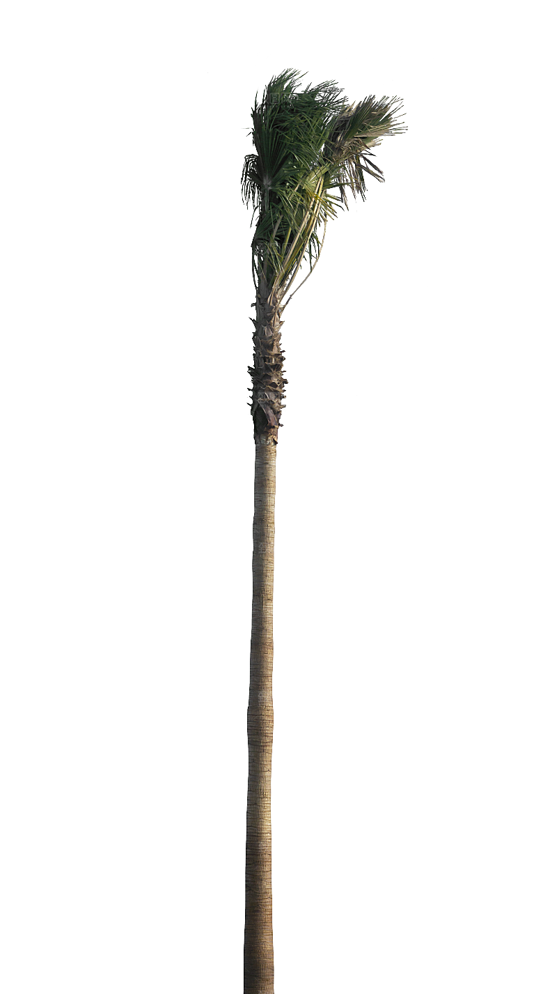 高清景观植物乔木花卉草本观赏草灌木