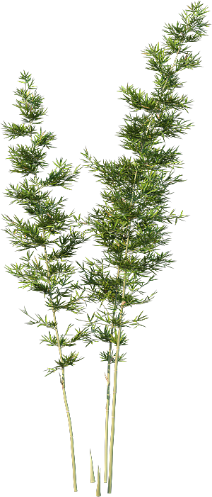 高清景观植物乔木花卉草本观赏草灌木