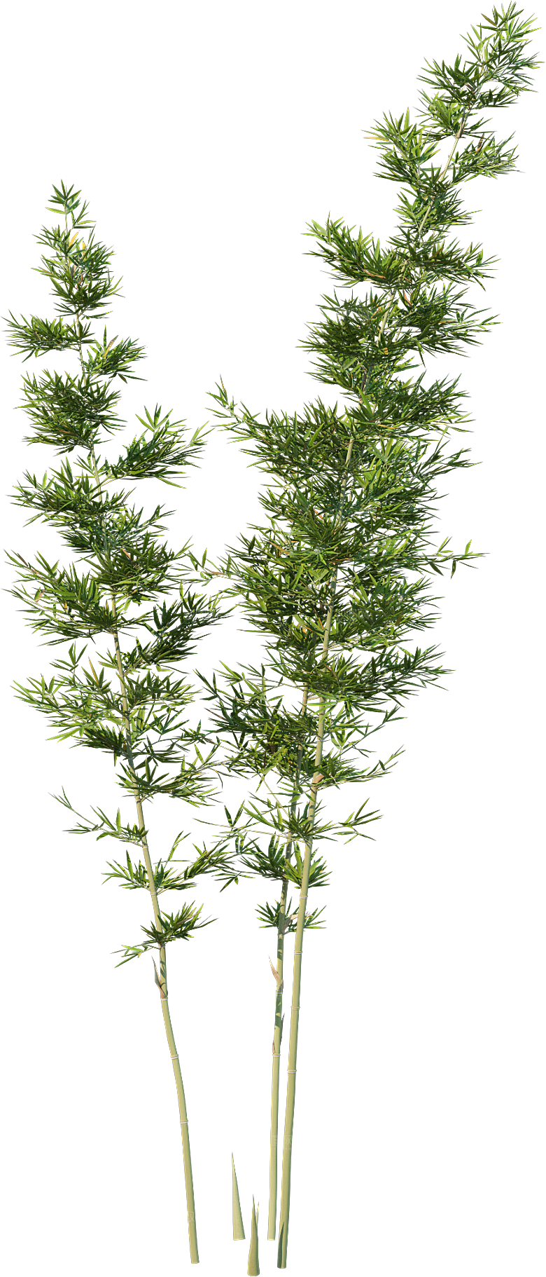 高清景观植物乔木花卉草本观赏草灌木