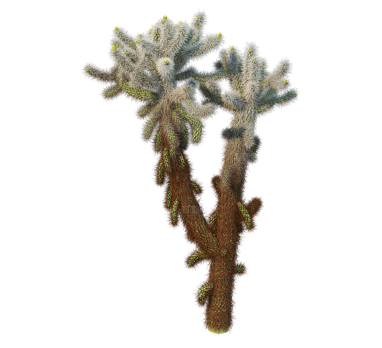 高清景观植物乔木花卉草本观赏草灌木