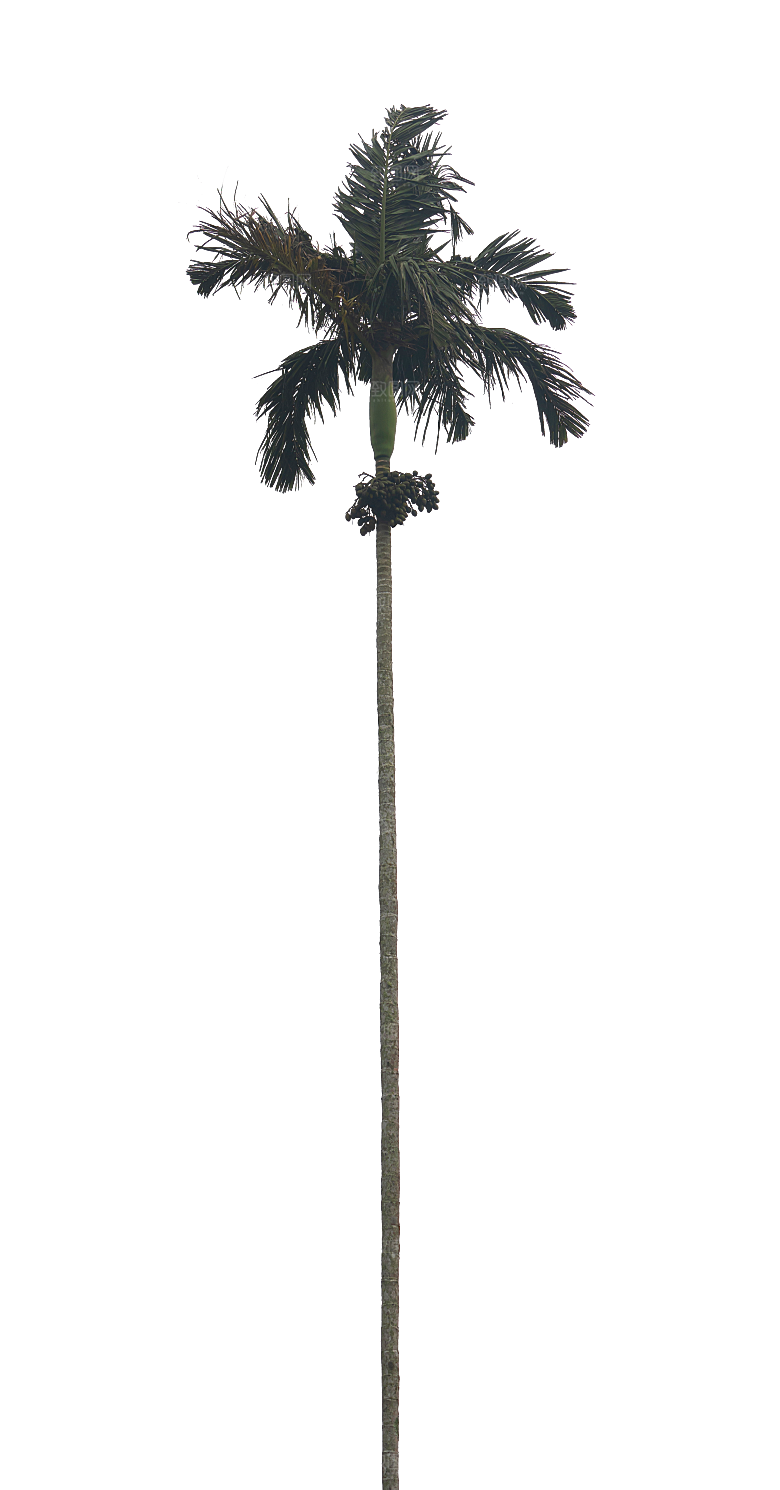 高清景观植物乔木花卉草本观赏草灌木