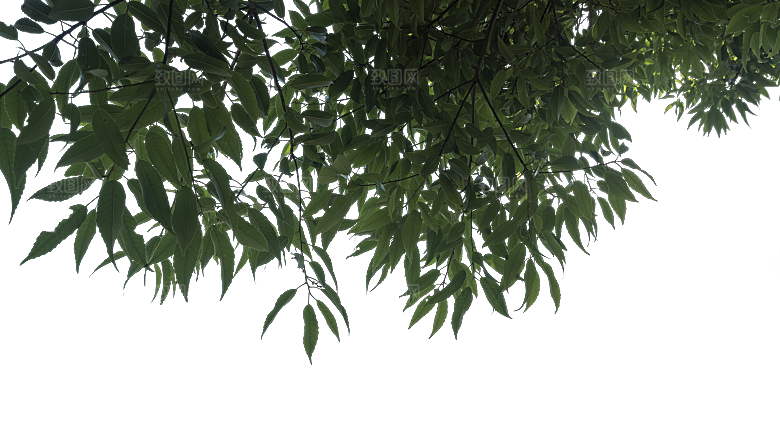 高清景观植物乔木花卉草本观赏草灌木素材