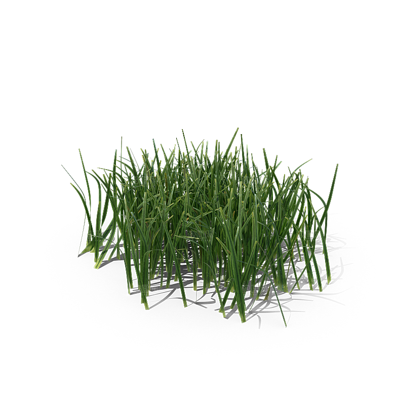 高清景观植物乔木花卉草本观赏草灌木素材