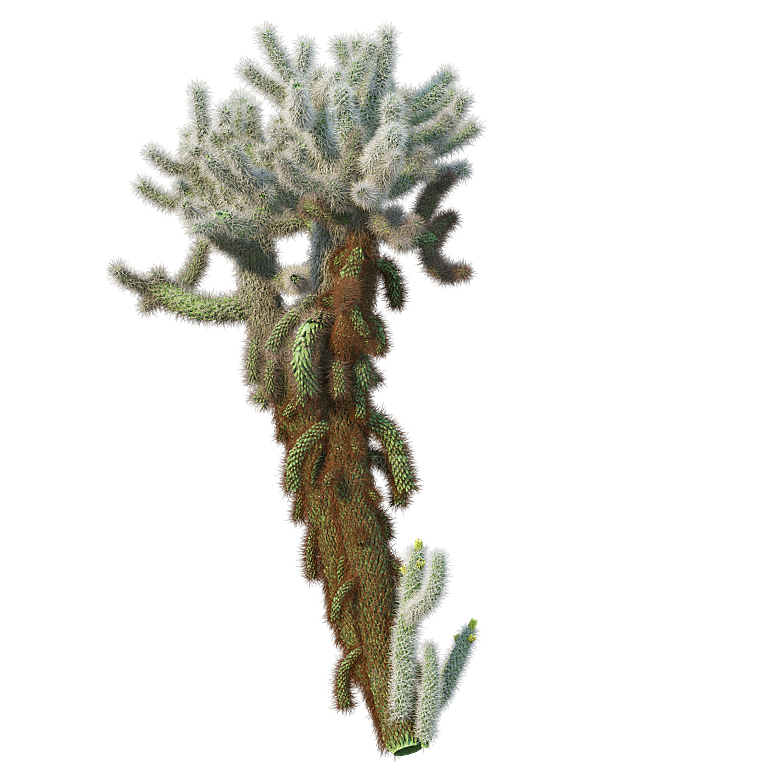 高清景观植物乔木花卉草本观赏草灌木素材