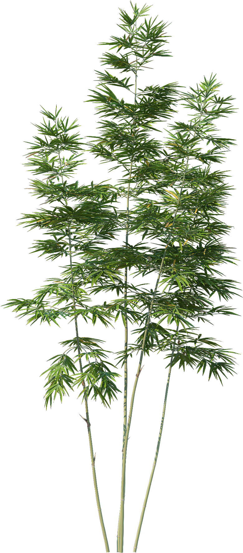 高清景观植物乔木花卉草本观赏草灌木素材