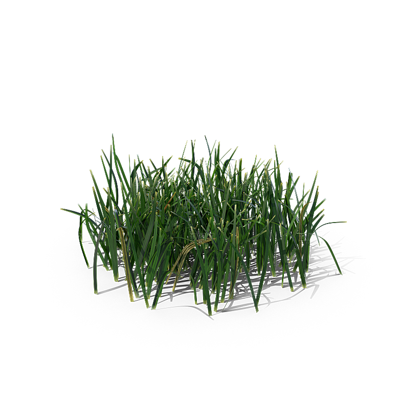 高清景观植物乔木花卉草本观赏草灌木