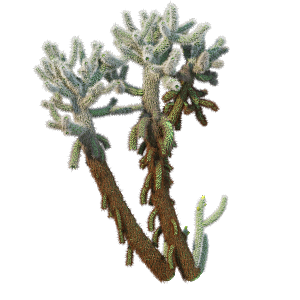 高清景观植物乔木花卉草本观赏草灌木
