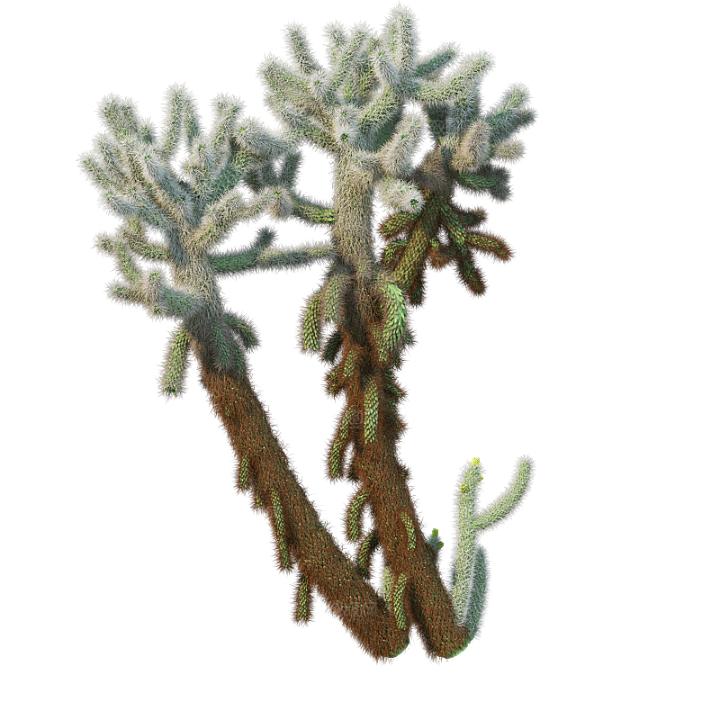 高清景观植物乔木花卉草本观赏草灌木