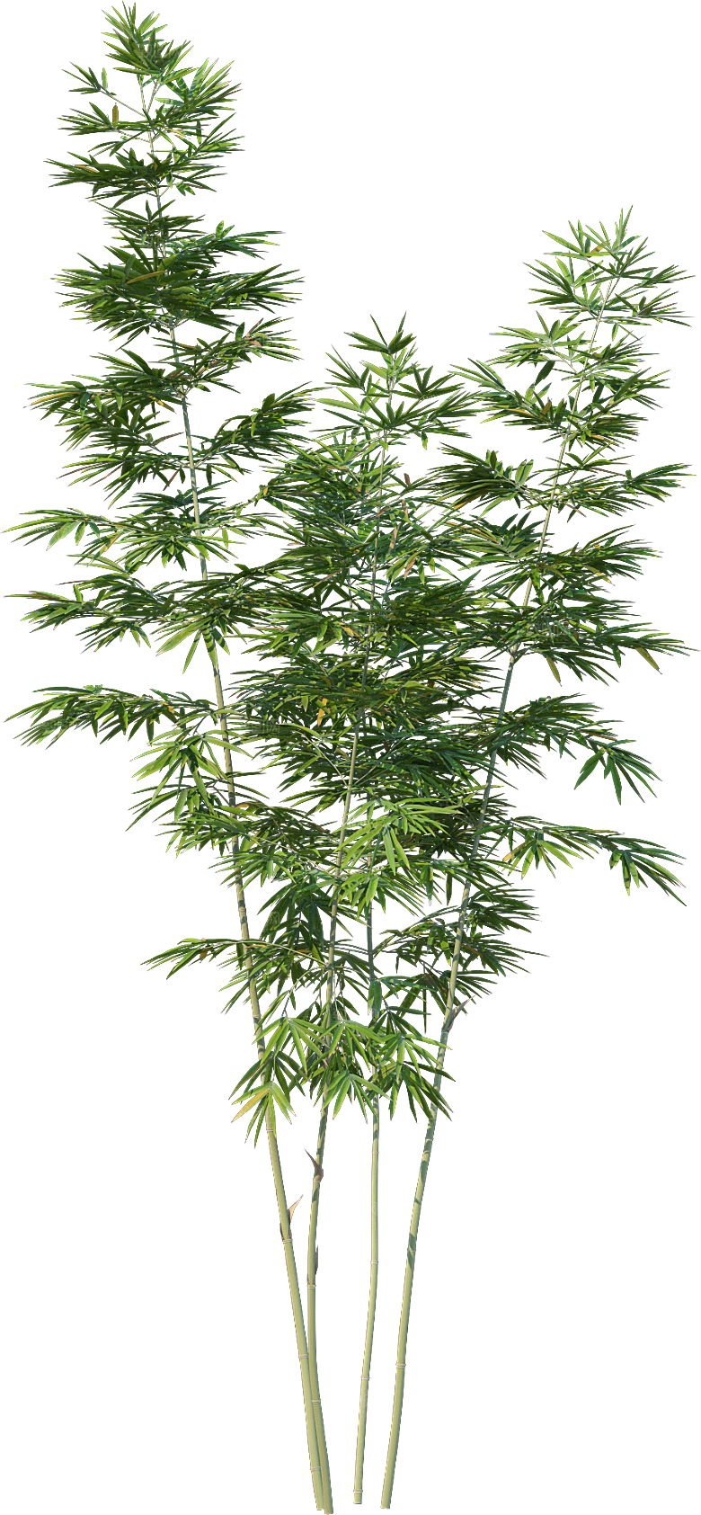 高清景观植物乔木花卉草本观赏草灌木