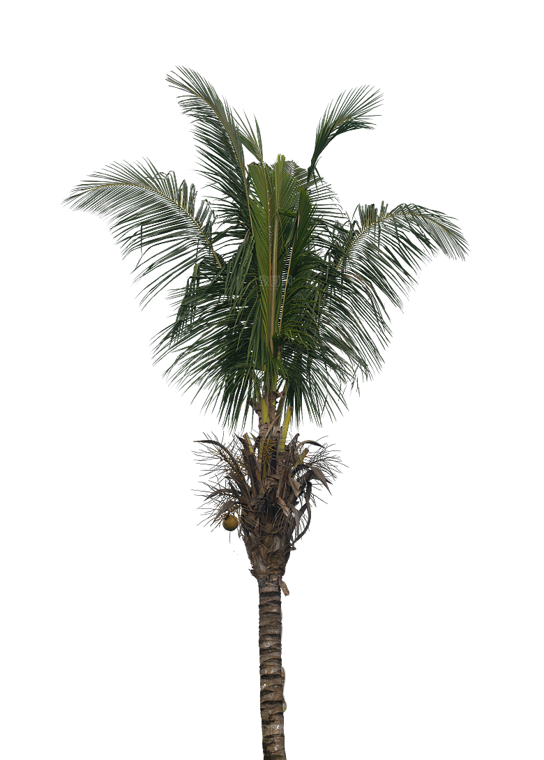 高清景观植物乔木花卉草本观赏草灌木