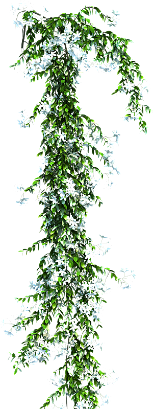 高清景观植物乔木花卉草本观赏草灌木