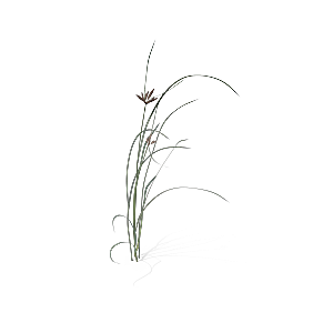 高清景观植物乔木花卉草本观赏草灌木