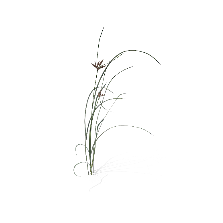 高清景观植物乔木花卉草本观赏草灌木