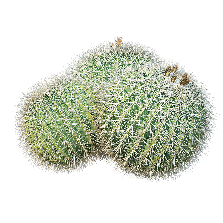 高清景观植物乔木花卉草本观赏草灌木