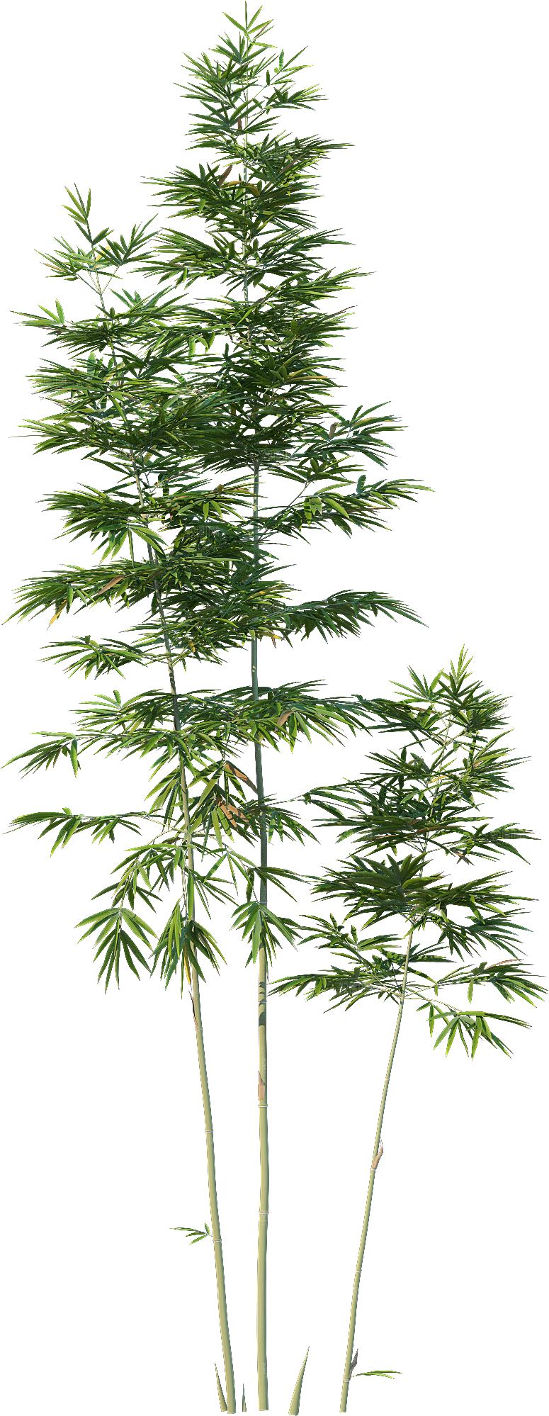 高清景观植物乔木花卉草本观赏草灌木素材