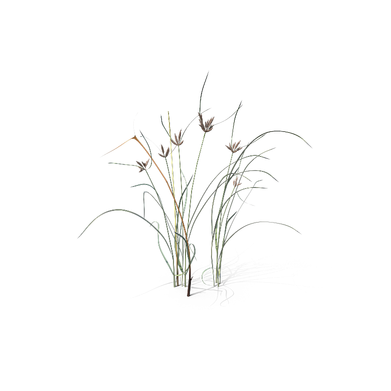 高清景观植物乔木花卉草本观赏草灌木素材