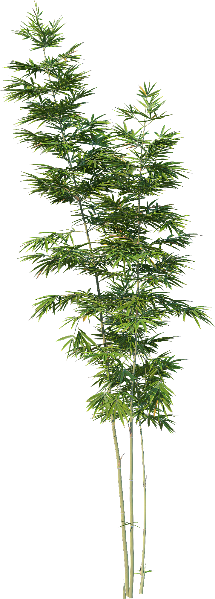 高清景观植物乔木花卉草本观赏草灌木素材