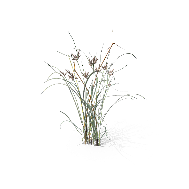 高清景观植物乔木花卉草本观赏草灌木素材