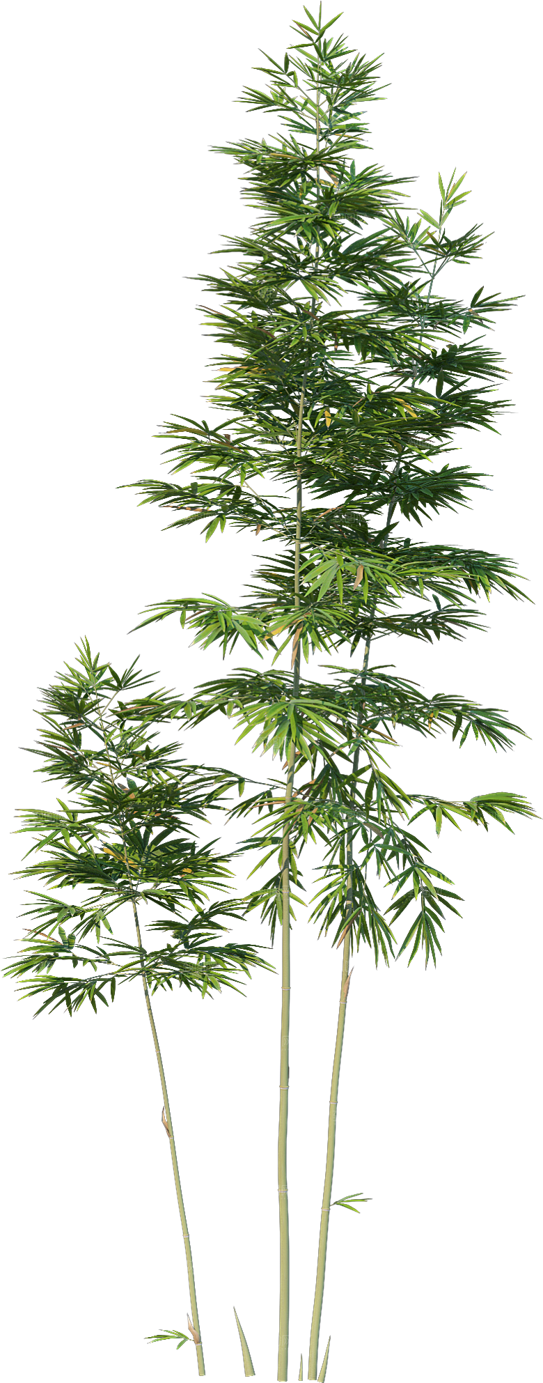 高清景观植物乔木花卉草本观赏草灌木素材