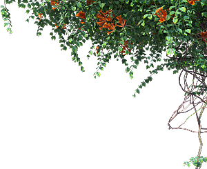 高清景观植物乔木花卉草本观赏草灌木