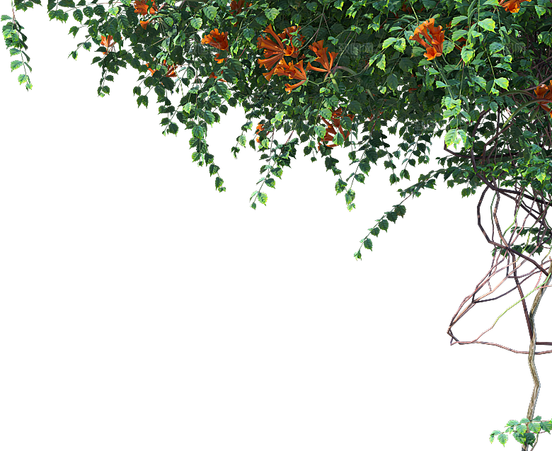 高清景观植物乔木花卉草本观赏草灌木