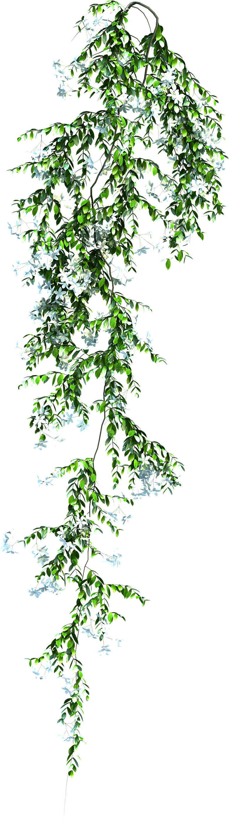 高清景观植物乔木花卉草本观赏草灌木素材