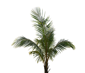 高清景观植物乔木花卉草本观赏草灌木