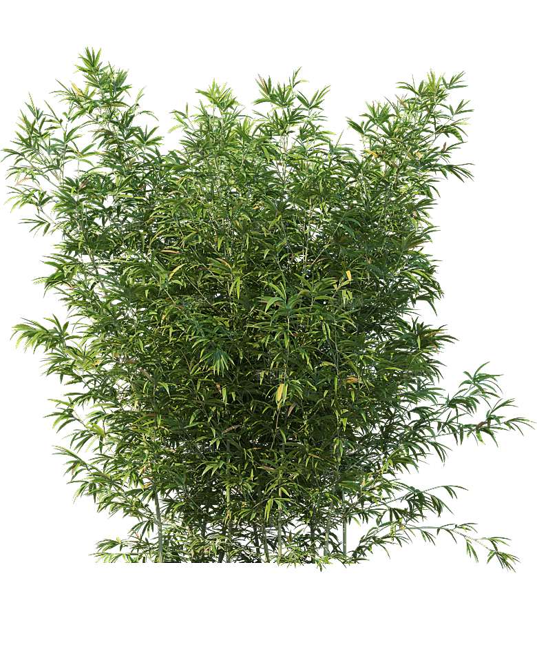 高清景观植物乔木花卉草本观赏草灌木