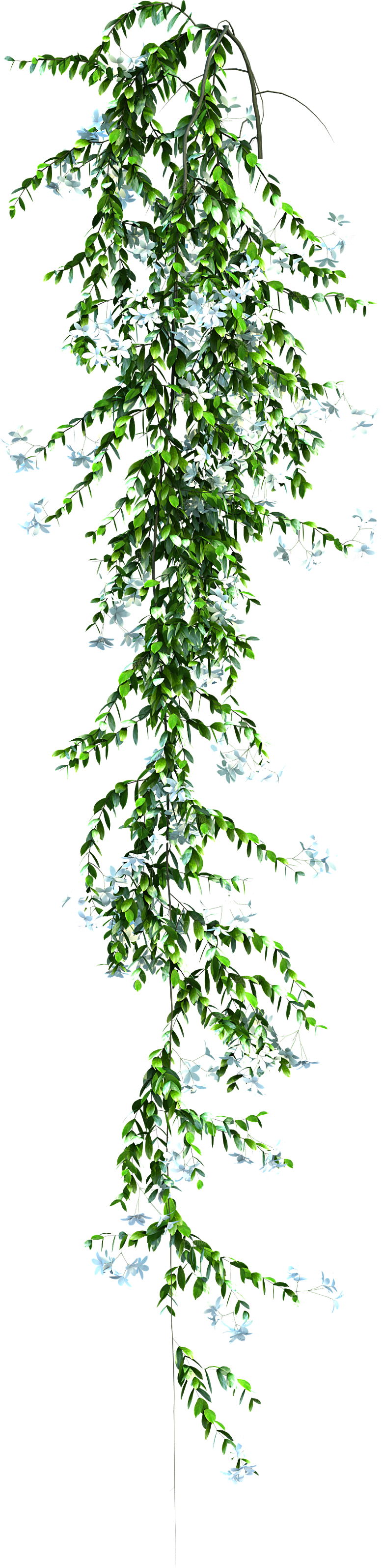 高清景观植物乔木花卉草本观赏草灌木