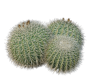 高清景观植物乔木花卉草本观赏草灌木