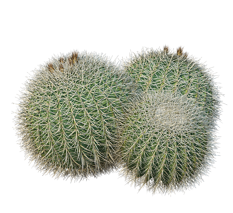 高清景观植物乔木花卉草本观赏草灌木