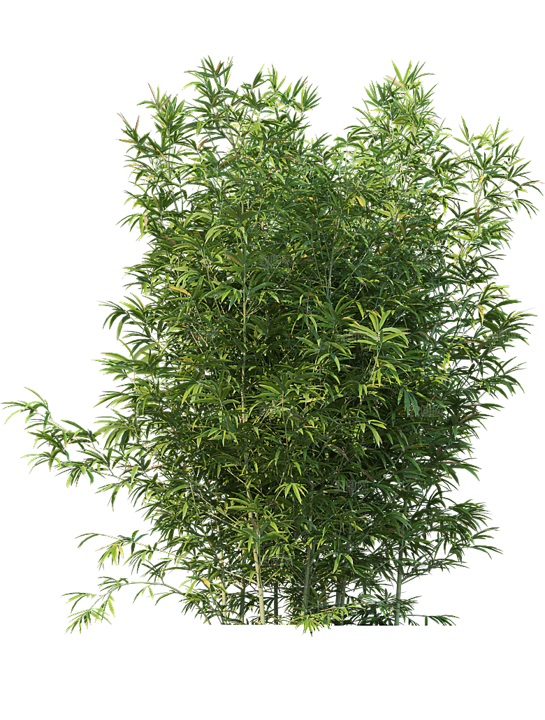 高清景观植物乔木花卉草本观赏草灌木