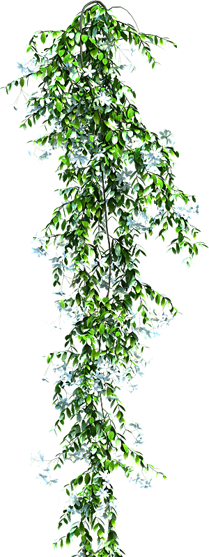 高清景观植物乔木花卉草本观赏草灌木