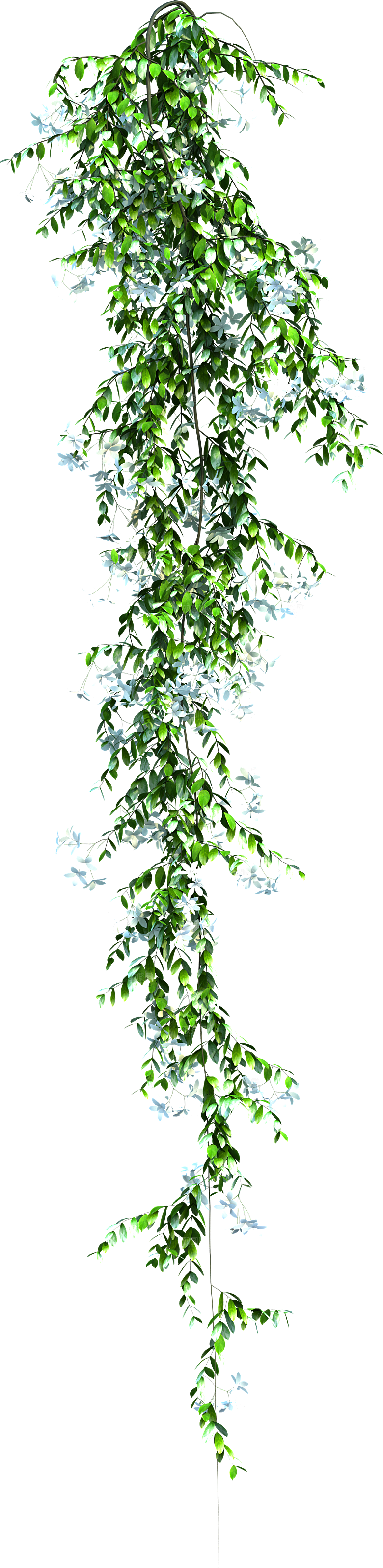 高清景观植物乔木花卉草本观赏草灌木