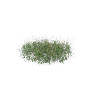 高清景观植物乔木花卉草本观赏草灌木