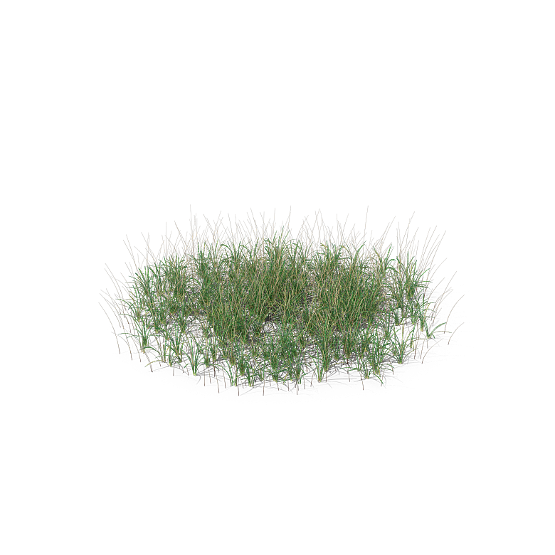 高清景观植物乔木花卉草本观赏草灌木