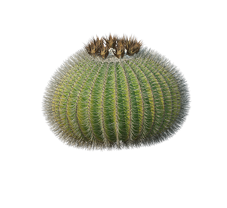 高清景观植物乔木花卉草本观赏草灌木素材