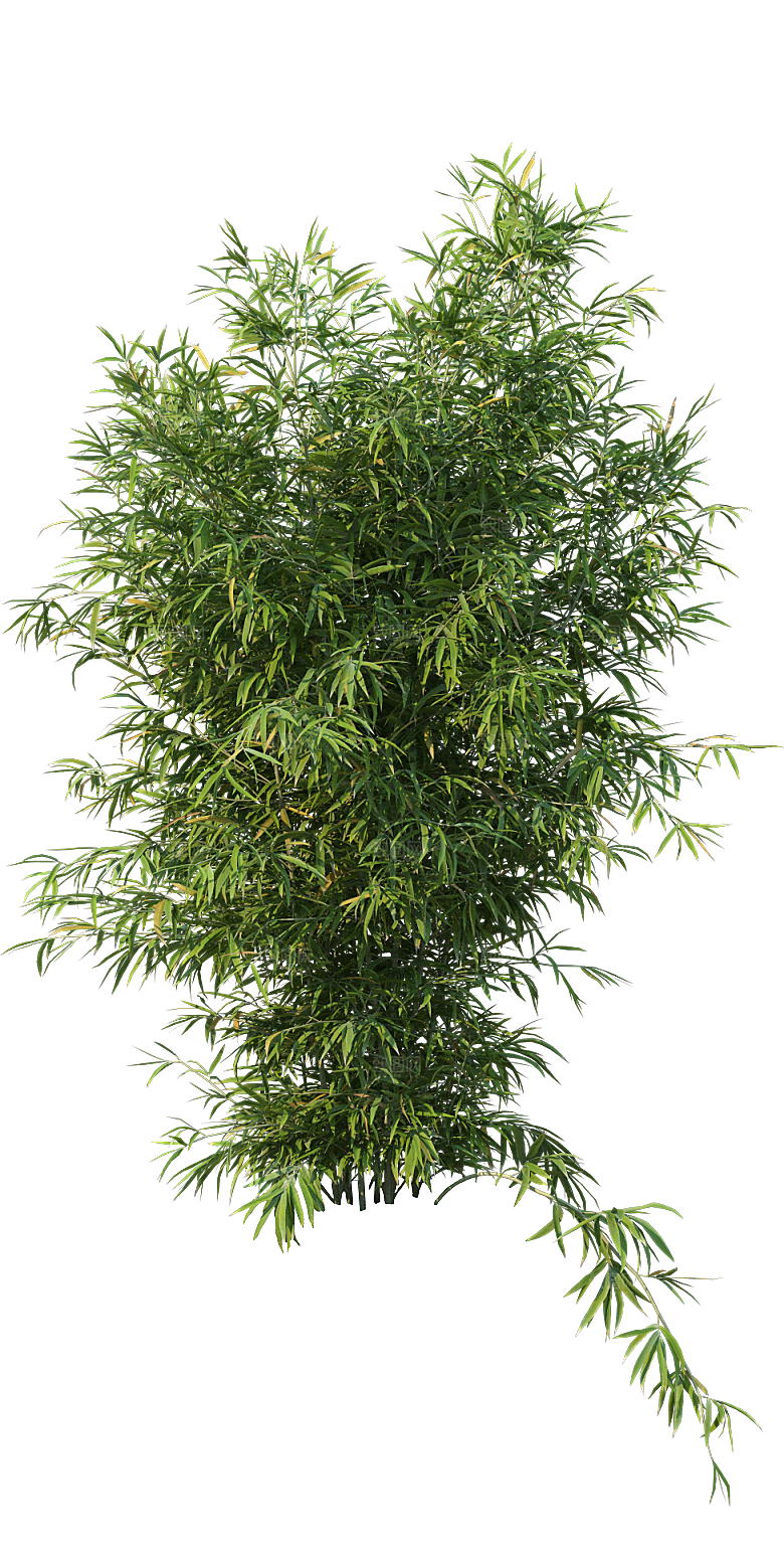 高清景观植物乔木花卉草本观赏草灌木素材