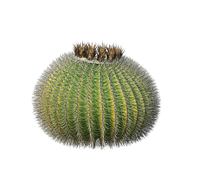 高清景观植物乔木花卉草本观赏草灌木素材