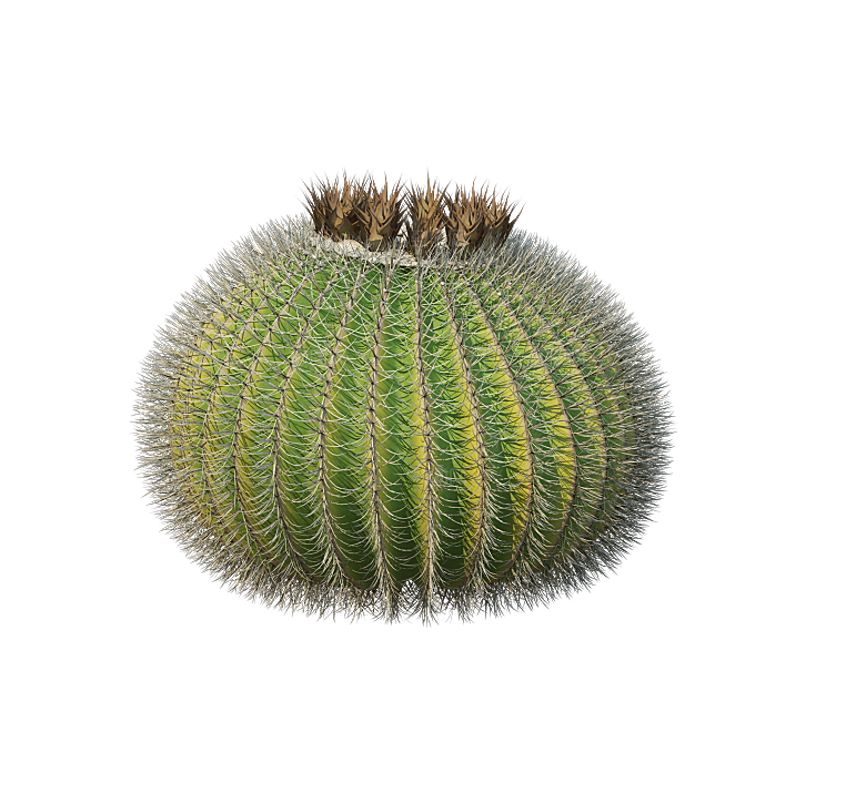 高清景观植物乔木花卉草本观赏草灌木素材