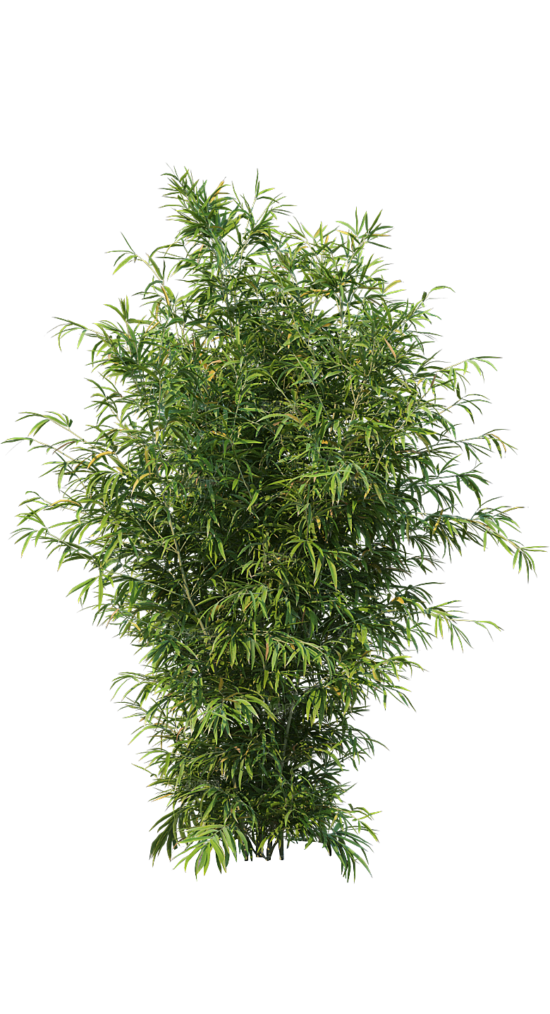 高清景观植物乔木花卉草本观赏草灌木