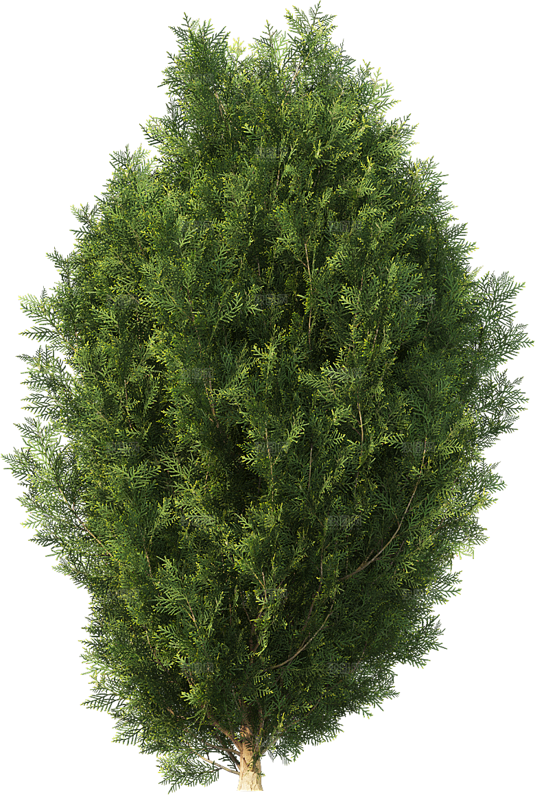 高清景观植物乔木花卉草本观赏草灌木