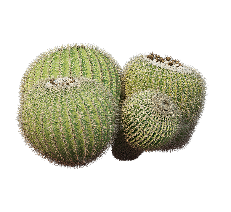 高清景观植物乔木花卉草本观赏草灌木